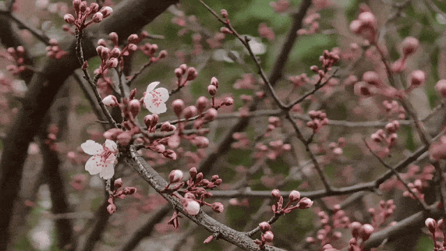 16703094716946.gif 图片