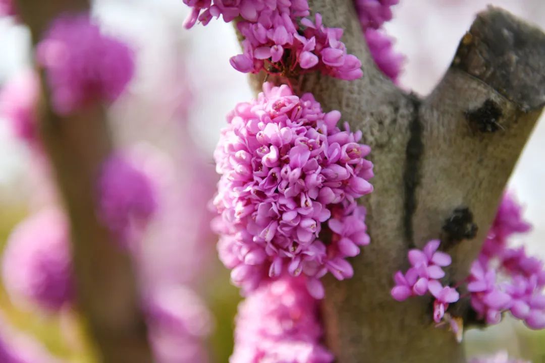 https://images.weserv.nl/?url=https://mmbiz.qpic.cn/mmbiz_jpg/bCFr8VypWfwHyHDNwMq5UxukYUmGtibibtcePtHyXzibEcenT1ygAs9oSxrjOCJ2yST0bw0NS3TJC4alTZb1aAgVA/640?wx_fmt=jpeg&from=appmsg&tp=wxpic&wxfrom=5&wx_lazy=1&wx_co=1 图片