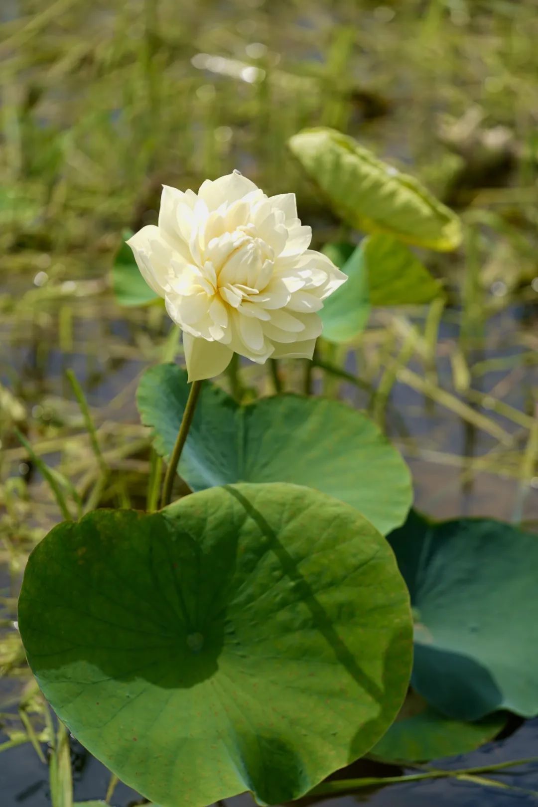 https://images.weserv.nl/?url=https://mmbiz.qpic.cn/mmbiz_jpg/bCFr8VypWfy4dDicpISGtluibfwAnLSOfVuRpos56E2EJ96qlhdgcXicanGesAKoibEfDpPNDlBd4NIKAepqqKLR1g/640?wx_fmt=jpeg&from=appmsg