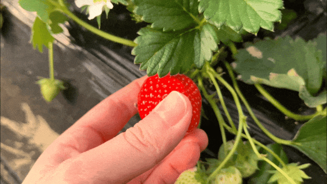 16338789965906.gif 图片