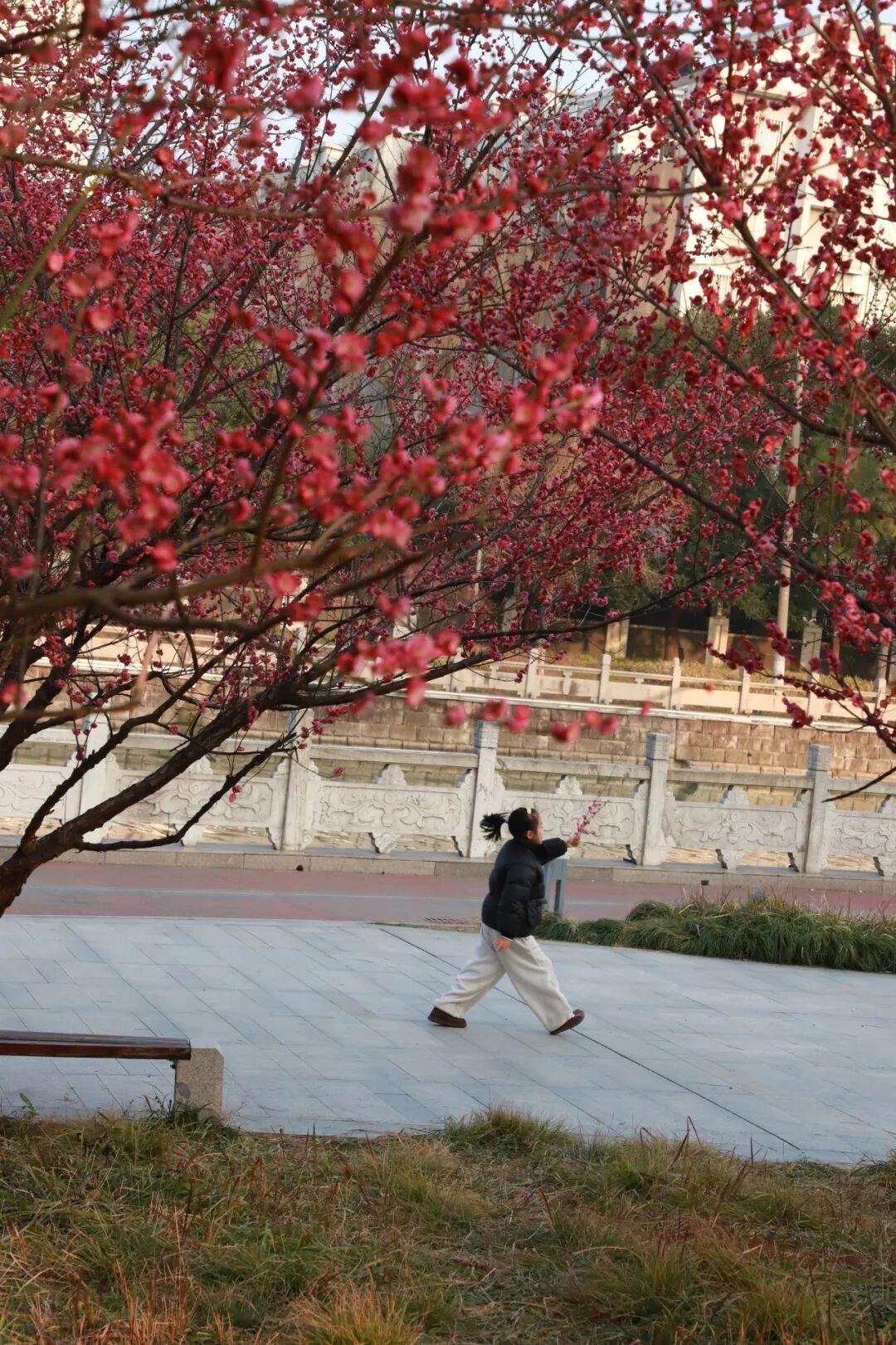 16511816810180.jpeg 图片