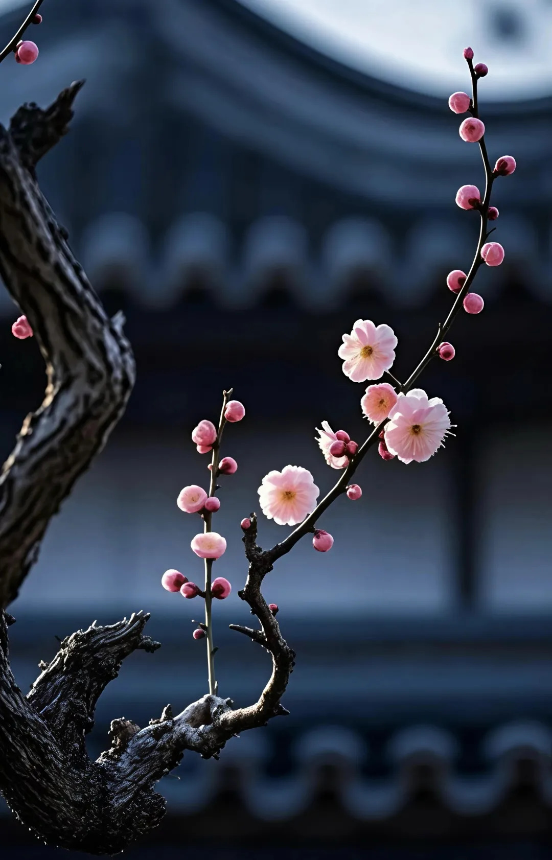 16566139781125.webp 图片
