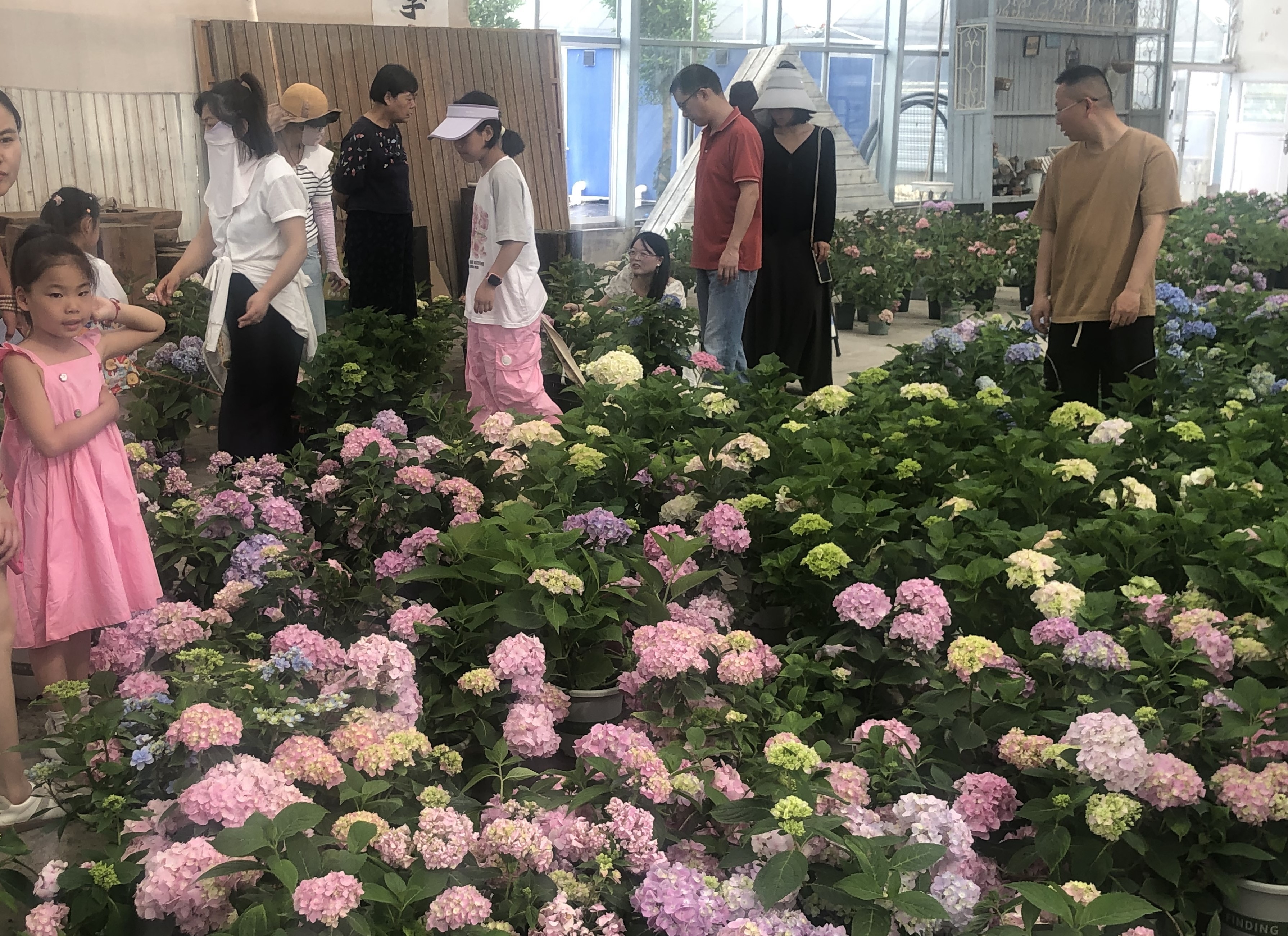 绣球花基地2.jpg
