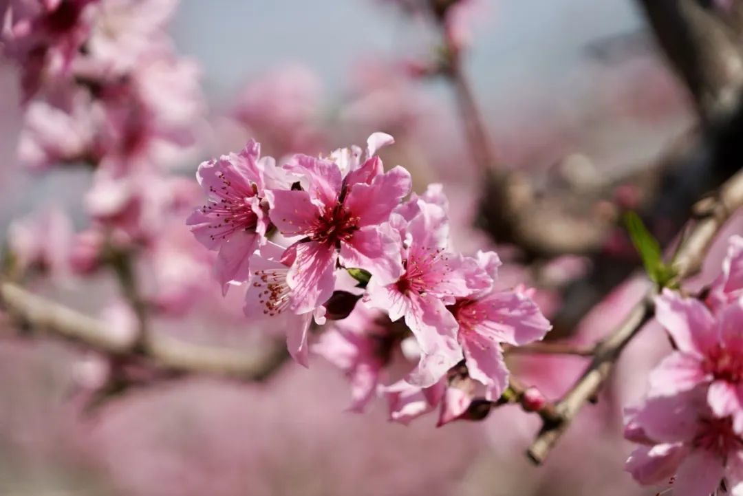 https://images.weserv.nl/?url=https://mmbiz.qpic.cn/mmbiz_jpg/bCFr8VypWfwhuh8HNQTgQJTUKNLwgoJMPJ0qXTpJtwa01J6Lh2ElcZrleNgatKMZ2wDfficv65OoLXrMhUnylaA/640?wx_fmt=jpeg&from=appmsg&tp=wxpic&wxfrom=5&wx_lazy=1&wx_co=1 图片