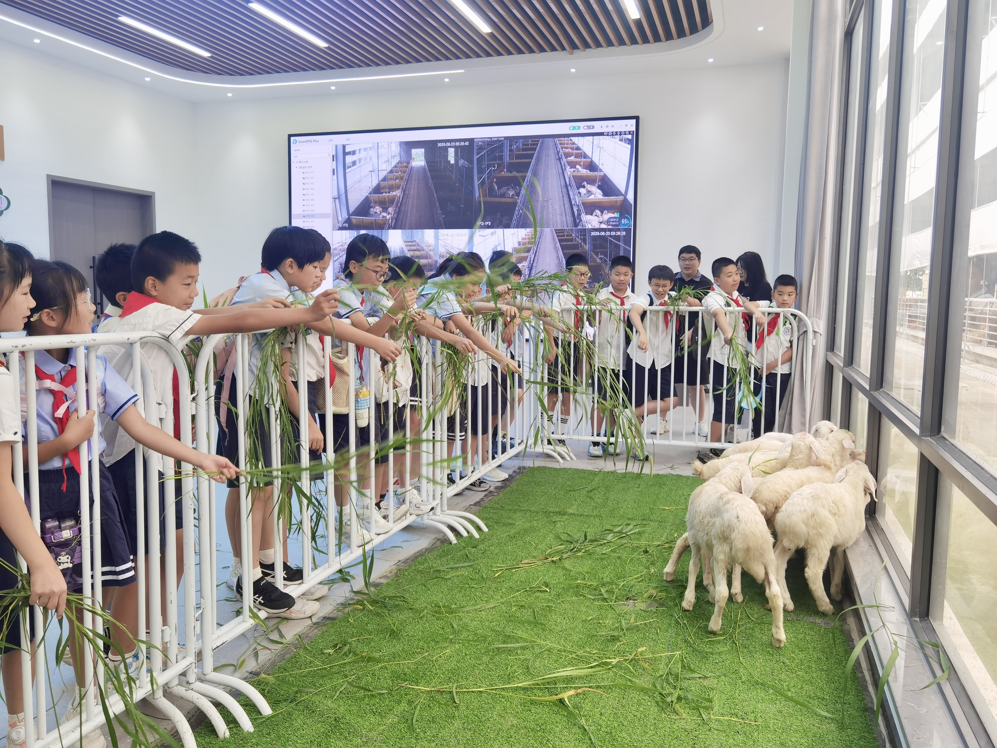 石门智慧羊场.jpg